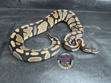 100% dbl het VPI Axanthic / Desert Ghost 50% het Piebald - Female
