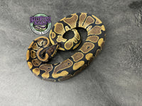 100% dbl het VPI Axanthic / Piebald 50% het Tri-Stripe - Male