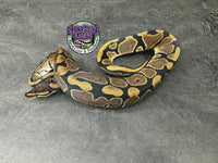 100% dbl het VPI Axanthic / Piebald 50% het Tri-Stripe - Male