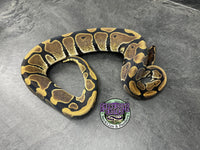 100% dbl het VPI Axanthic / Piebald 50% het Tri-Stripe - Male