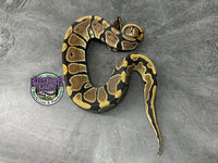 100% dbl het VPI Axanthic / Piebald 50% het Tri-Stripe - Male