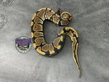 100% dbl het VPI Axanthic / Piebald 50% het Tri-Stripe - Male