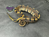 100% dbl het VPI Axanthic / Piebald 50% het Tri-Stripe - Male