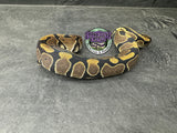 100% dbl het VPI Axanthic / Piebald 50% het Tri-Stripe - Male