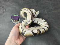 100% dbl het VPI Axanthic / Piebald 50% het Tri-Stripe - Male