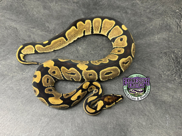 100% het VPI Axanthic 50% het Hypo / Tri-Stripe / Piebald - Male