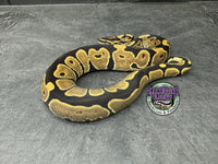 100% het VPI Axanthic 50% het Hypo / Tri-Stripe / Piebald - Male