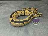 100% het VPI Axanthic 50% het Hypo / Tri-Stripe / Piebald - Male