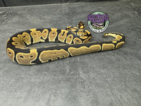 100% het VPI Axanthic 50% het Hypo / Tri-Stripe / Piebald - Male