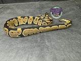 100% het VPI Axanthic 50% het Hypo / Tri-Stripe / Piebald - Male