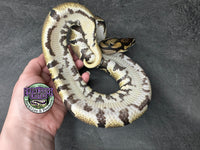 100% het VPI Axanthic 50% het Hypo / Tri-Stripe / Piebald - Male