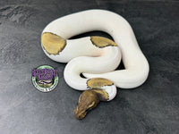 RTB - Mojave Piebald 100% dbl het VPI Axanthic / Desert Ghost 50% het Cryptic - Male