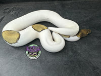 RTB - Mojave Piebald 100% dbl het VPI Axanthic / Desert Ghost 50% het Cryptic - Male