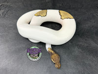 RTB - Mojave Piebald 100% dbl het VPI Axanthic / Desert Ghost 50% het Cryptic - Male