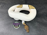 RTB - Mojave Piebald 100% dbl het VPI Axanthic / Desert Ghost 50% het Cryptic - Male