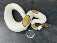 RTB - Mojave Piebald 100% dbl het VPI Axanthic / Desert Ghost 50% het Cryptic - Male