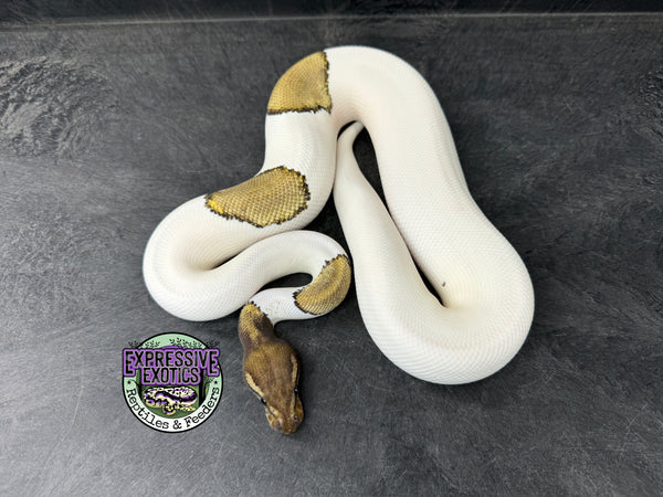 RTB - Mojave Piebald 100% dbl het VPI Axanthic / Desert Ghost 50% het Cryptic - Male