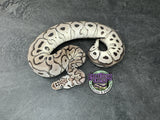 Pastel VPI Axanthic Clown - Male