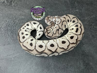 Pastel VPI Axanthic Clown - Male