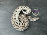 Pastel VPI Axanthic Clown - Male