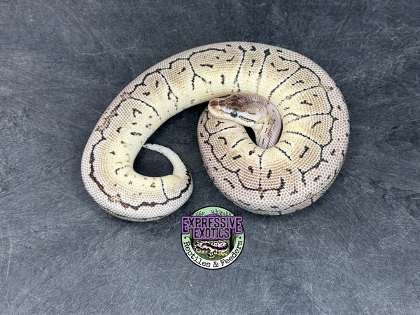 Pastel VPI Axanthic Shrapnel Pinstripe 100% het Clown - Female