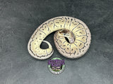 Pastel VPI Axanthic Shrapnel Pinstripe 100% het Clown - Female