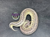 Pastel VPI Axanthic Shrapnel Pinstripe 100% het Clown - Female