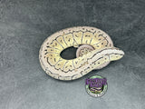 Pastel VPI Axanthic Shrapnel Pinstripe 100% het Clown - Female