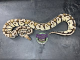 VPI Axanthic Pastel Sulfur - Female