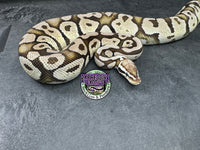 VPI Axanthic Pastel Sulfur - Female