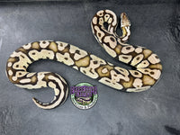 VPI Axanthic Pastel Sulfur - Female