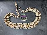 VPI Axanthic Pastel Sulfur - Female