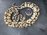 VPI Axanthic Pastel Sulfur - Female