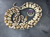 VPI Axanthic Pastel Sulfur - Female