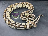 VPI Axanthic Pastel Sulfur - Female