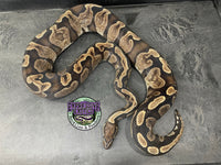 Proven Breeder - GHI het VPI Axanthic - Female